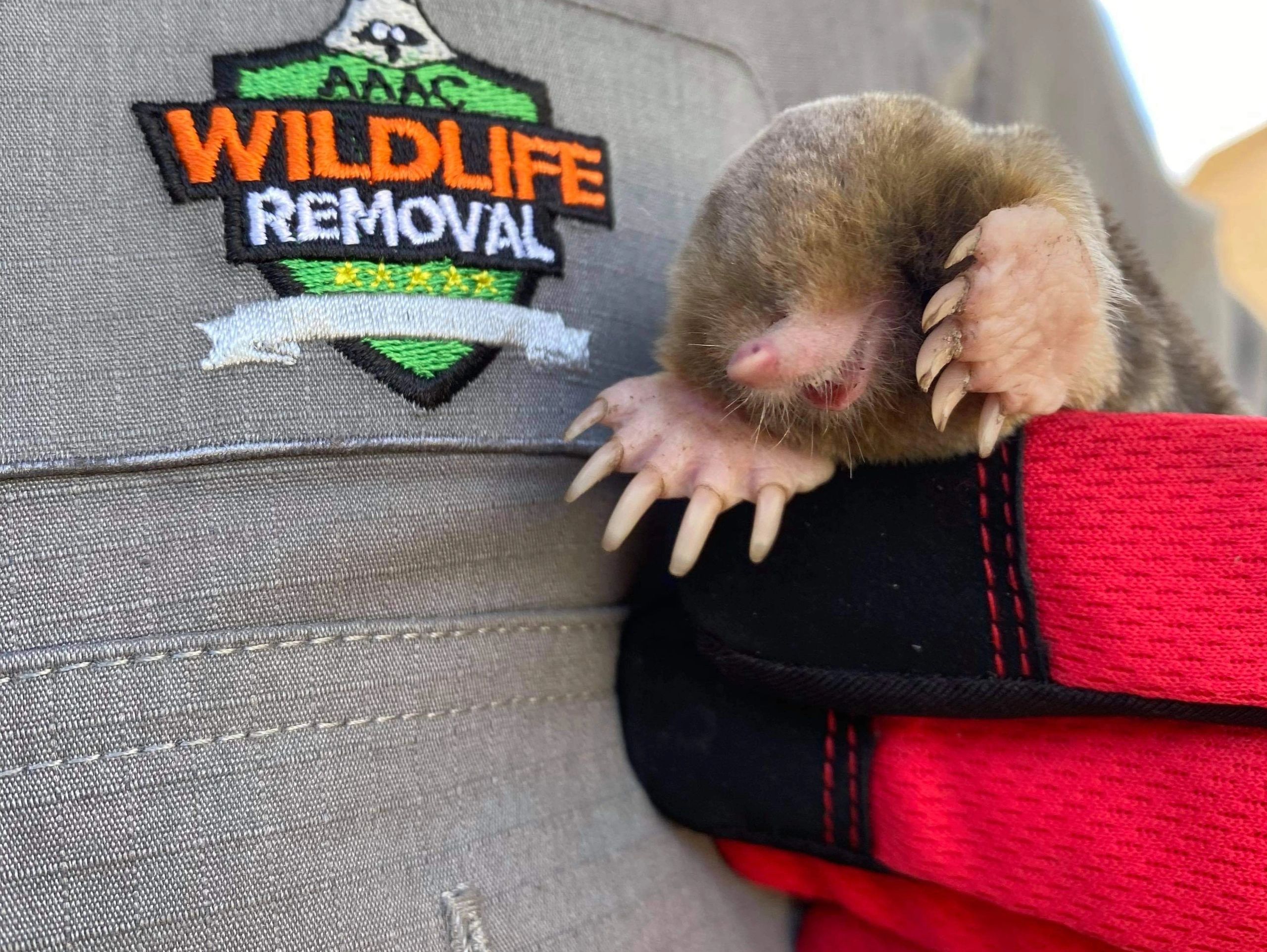 Mole Control AAAC Wildlife Removal of South Carolina